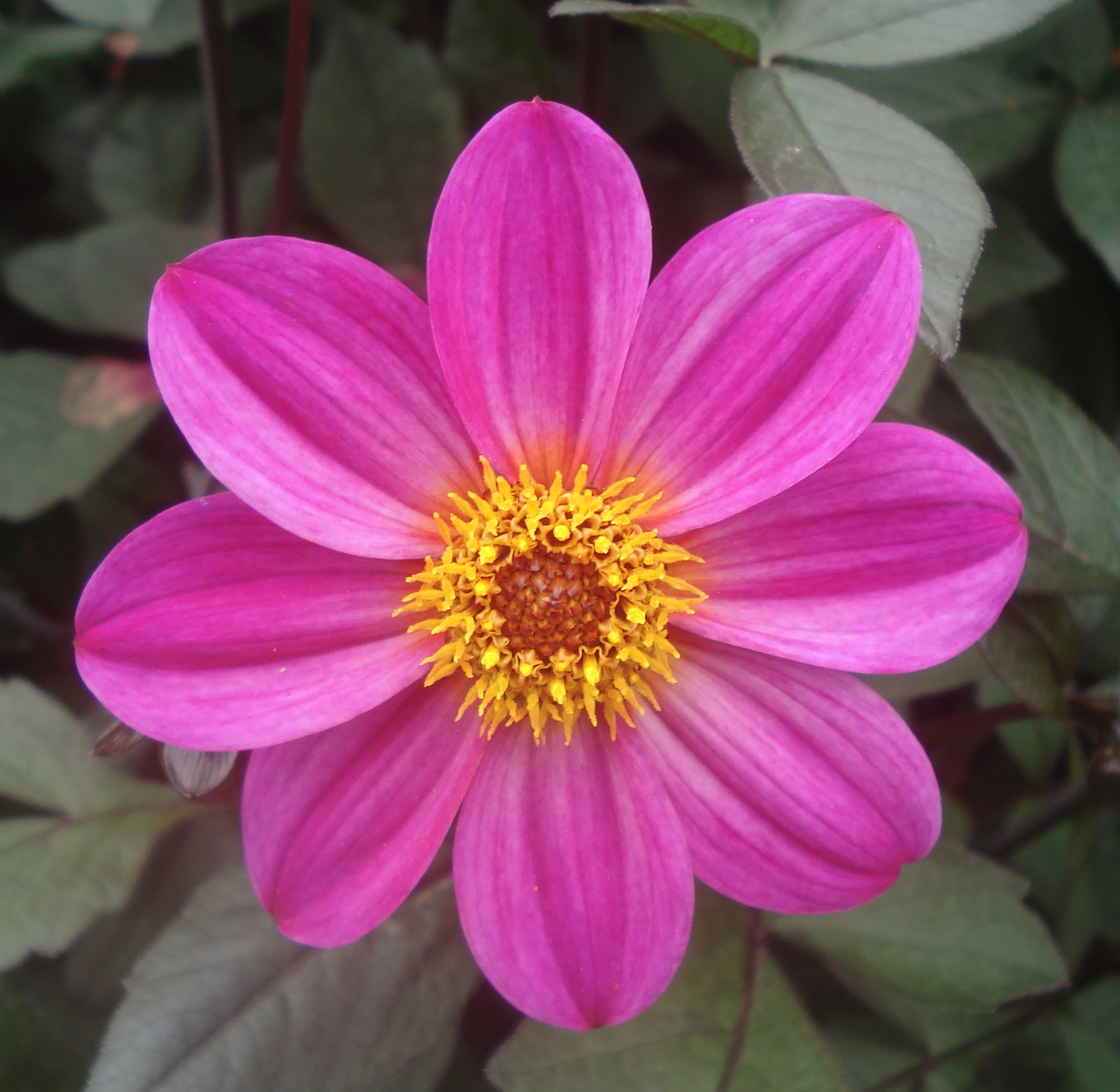 Hadrians Bubblegum.jpg (6417 bytes)